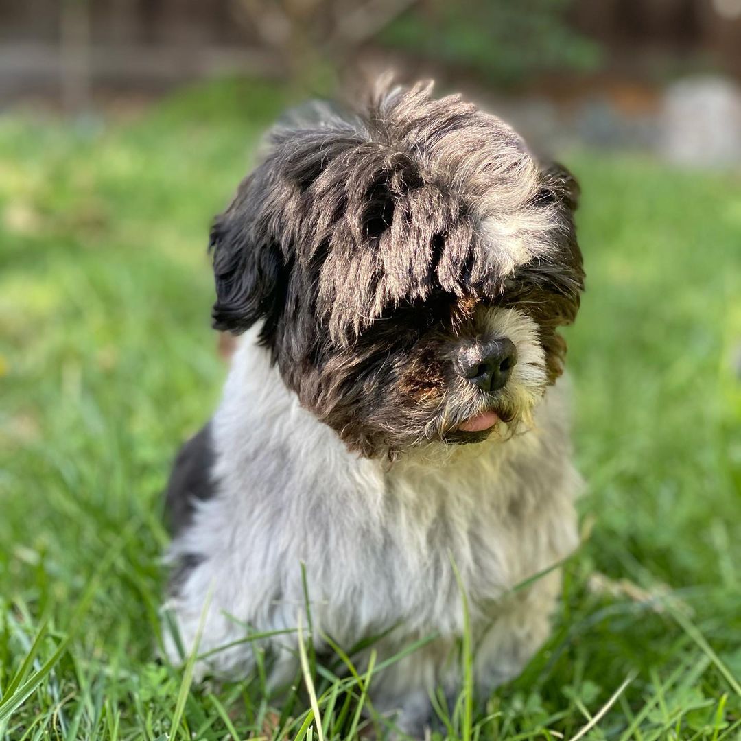 dog sitting on a grass