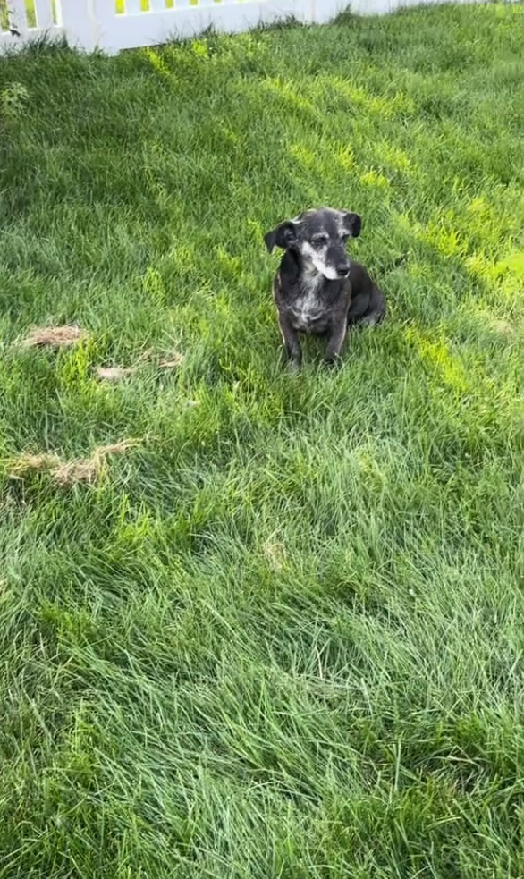 dog sitting on a grass