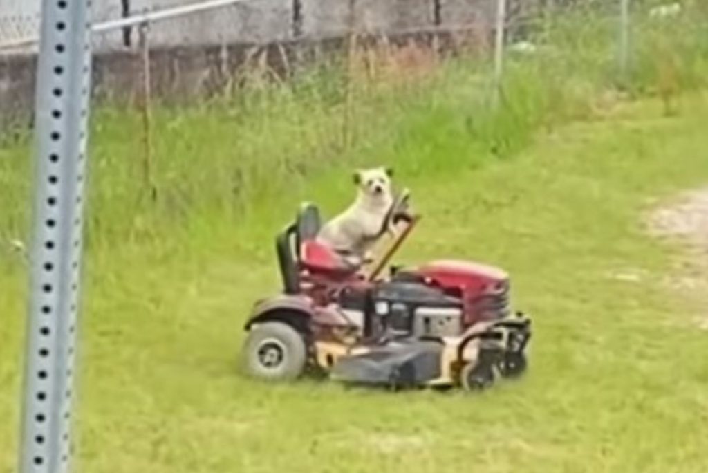 dog sitting on a grasscutter