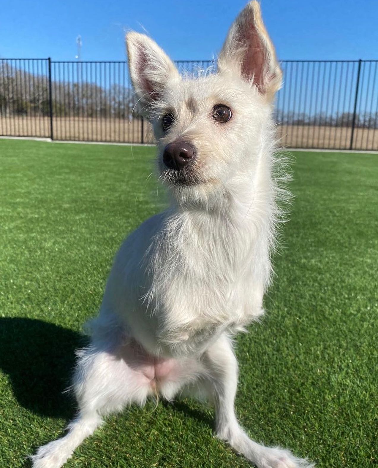 a white dog without front legs sitting on a lawn