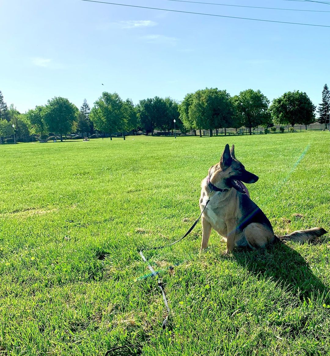 dog sitting on a lawn