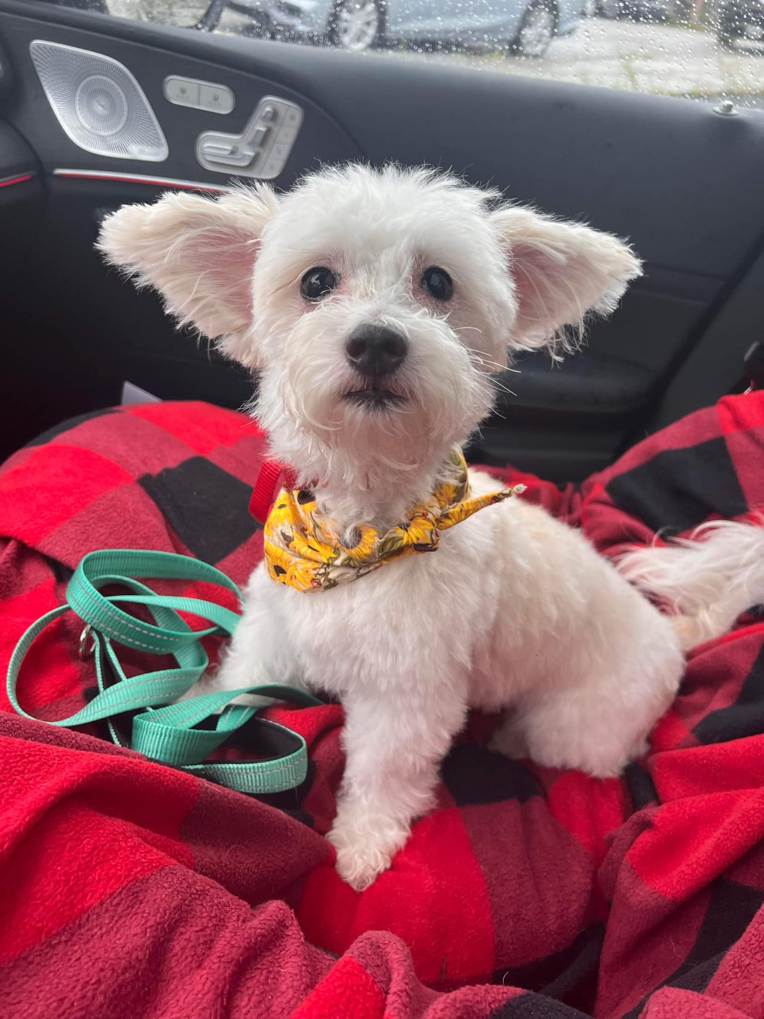 dog sitting on a red cover in a car