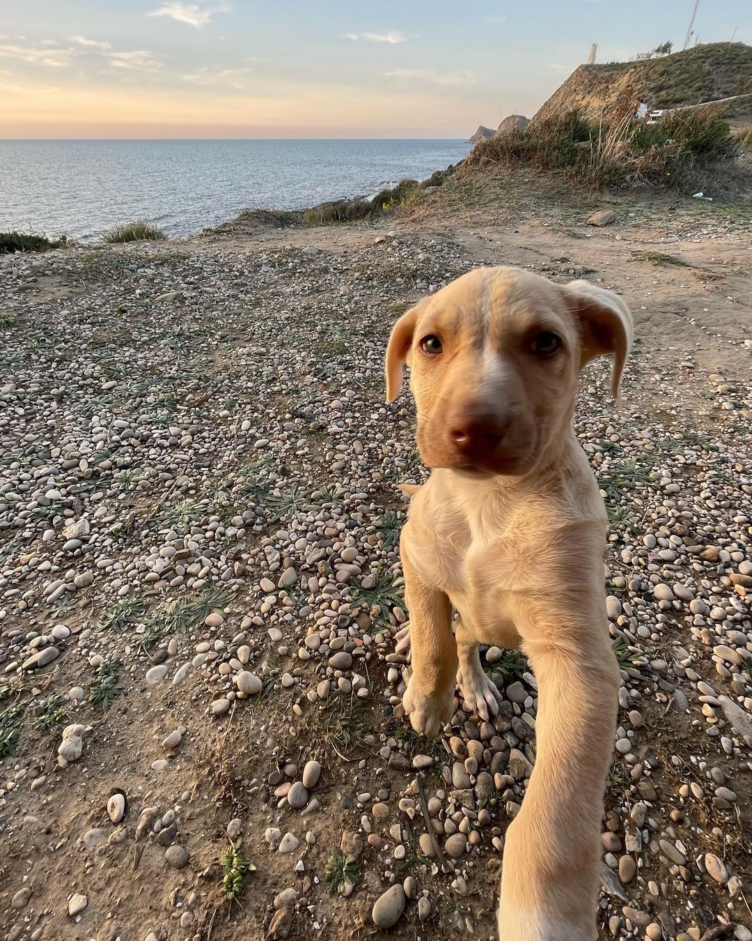 dog sitting on a shore