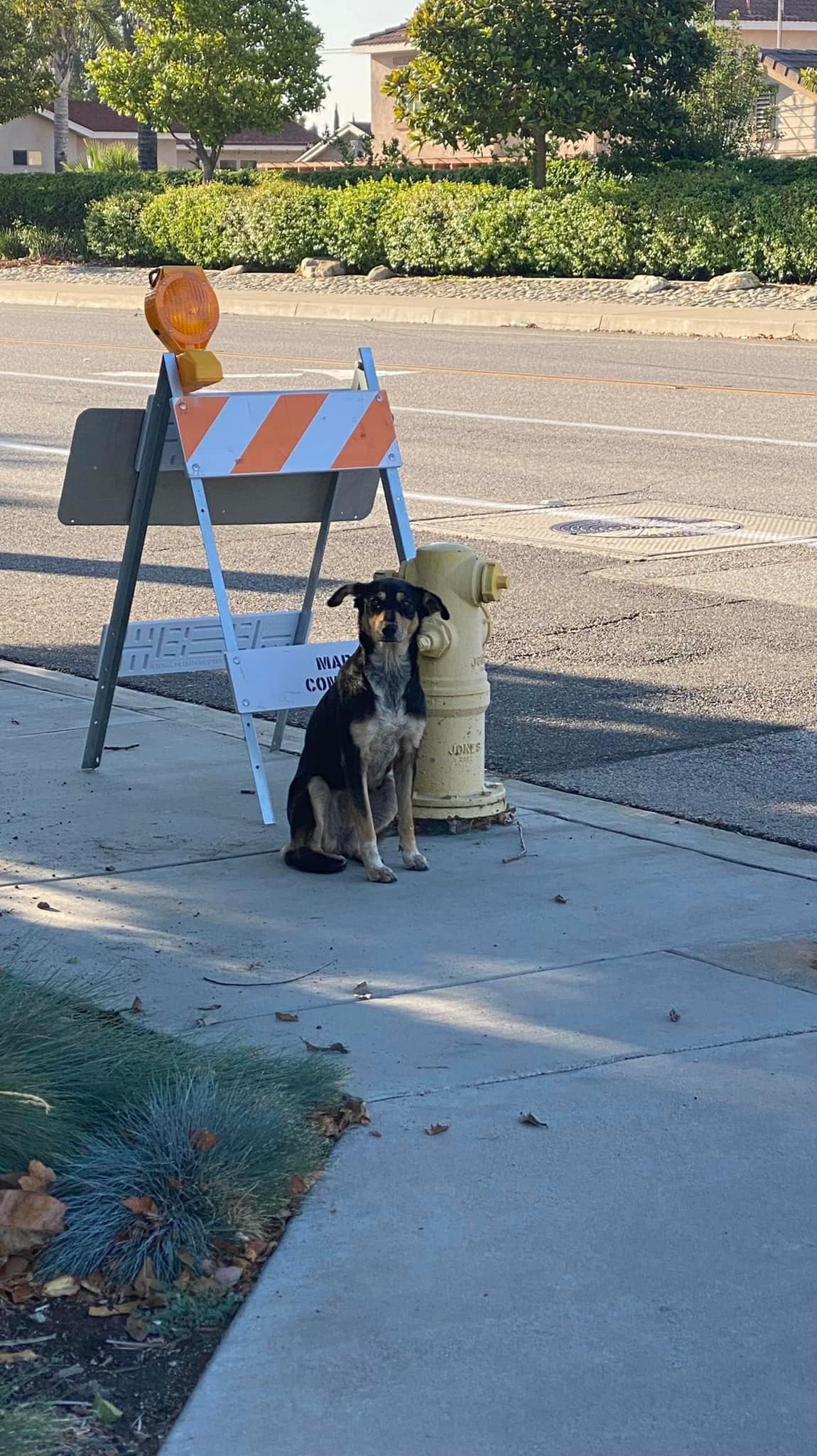 dog sitting on a sidewalk next to a hydrant