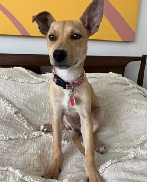 dog sitting on bed