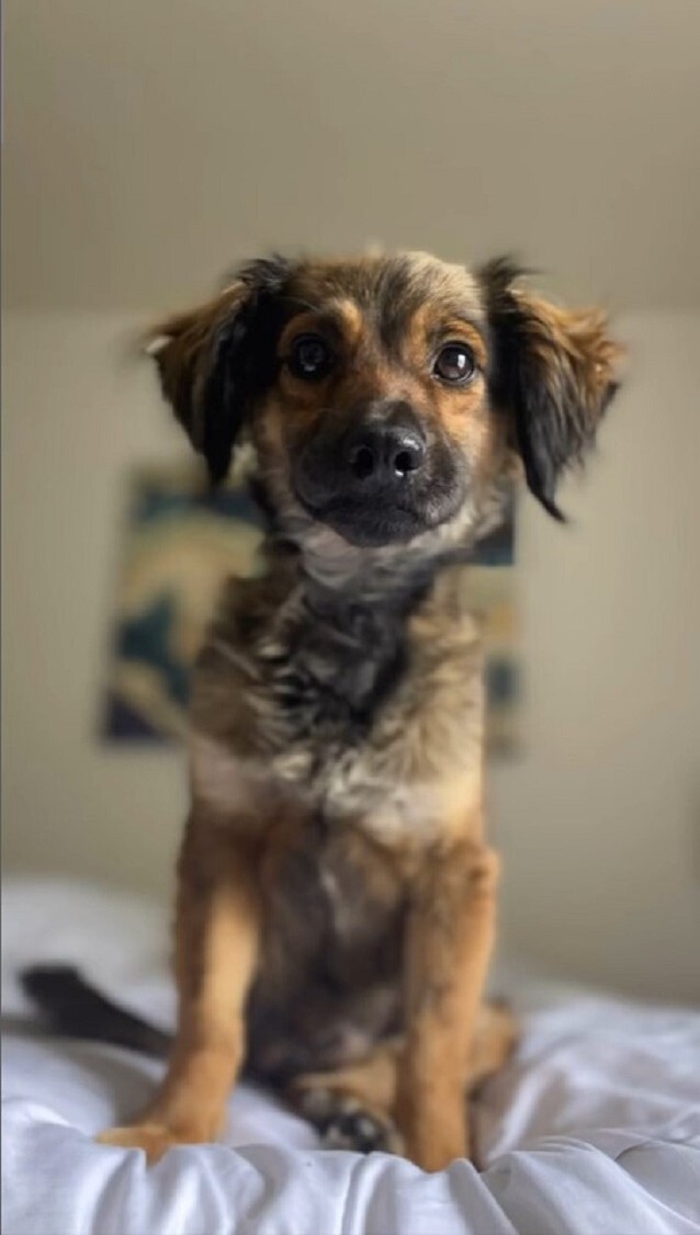 dog sitting on bed