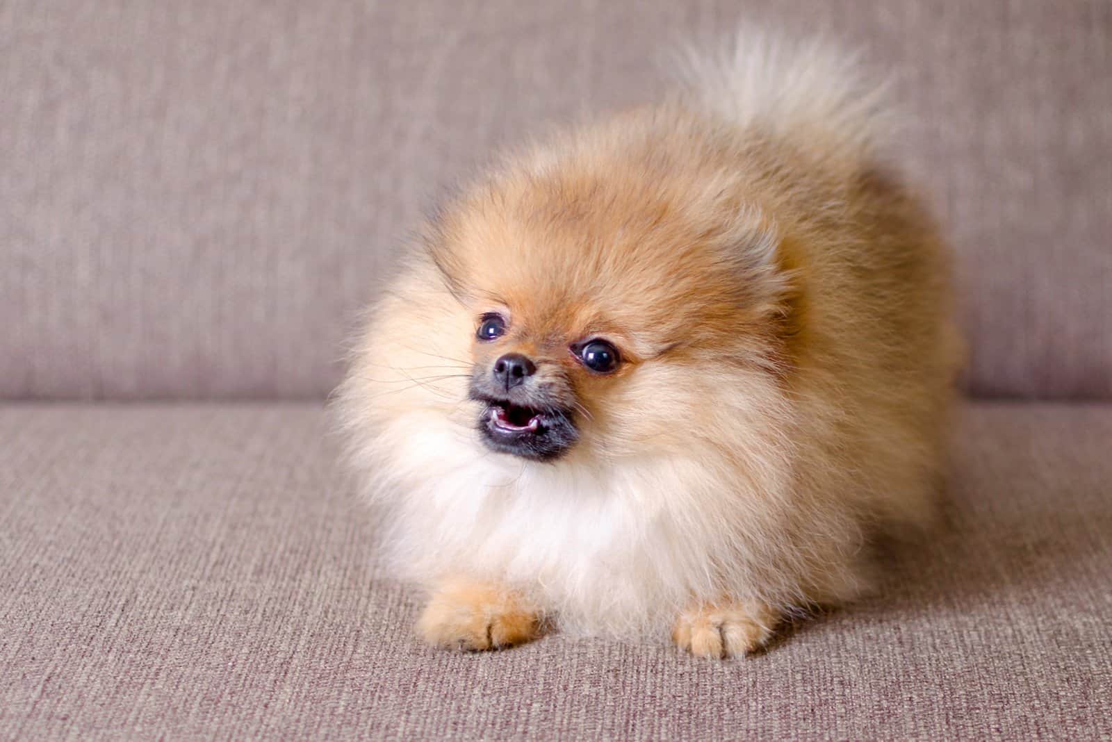 dog sitting on couch barking at something