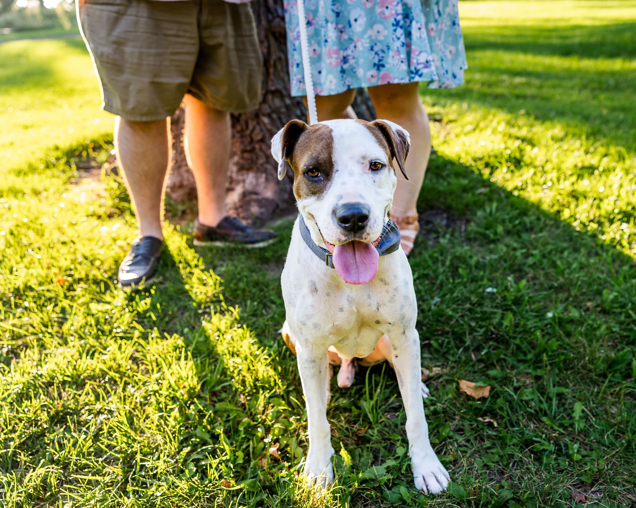 dog sitting on grass