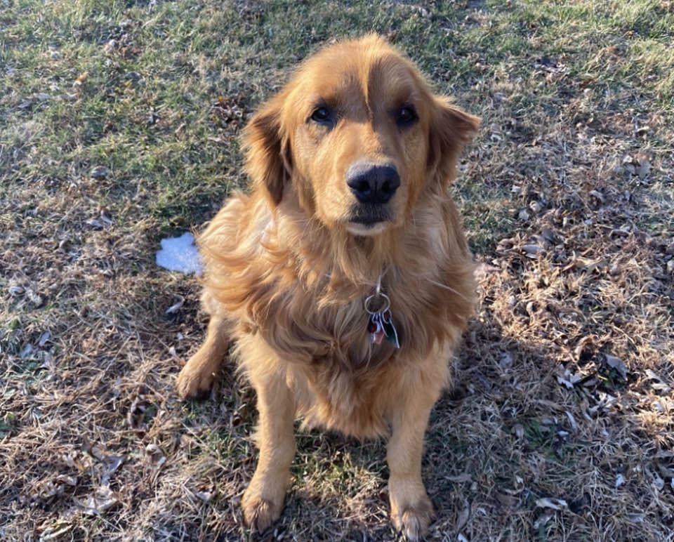 dog sitting on grass