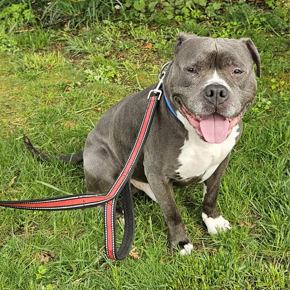 dog sitting on green grass