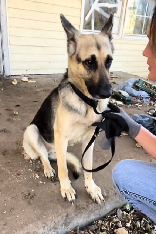 dog sitting on porch of abandoned house