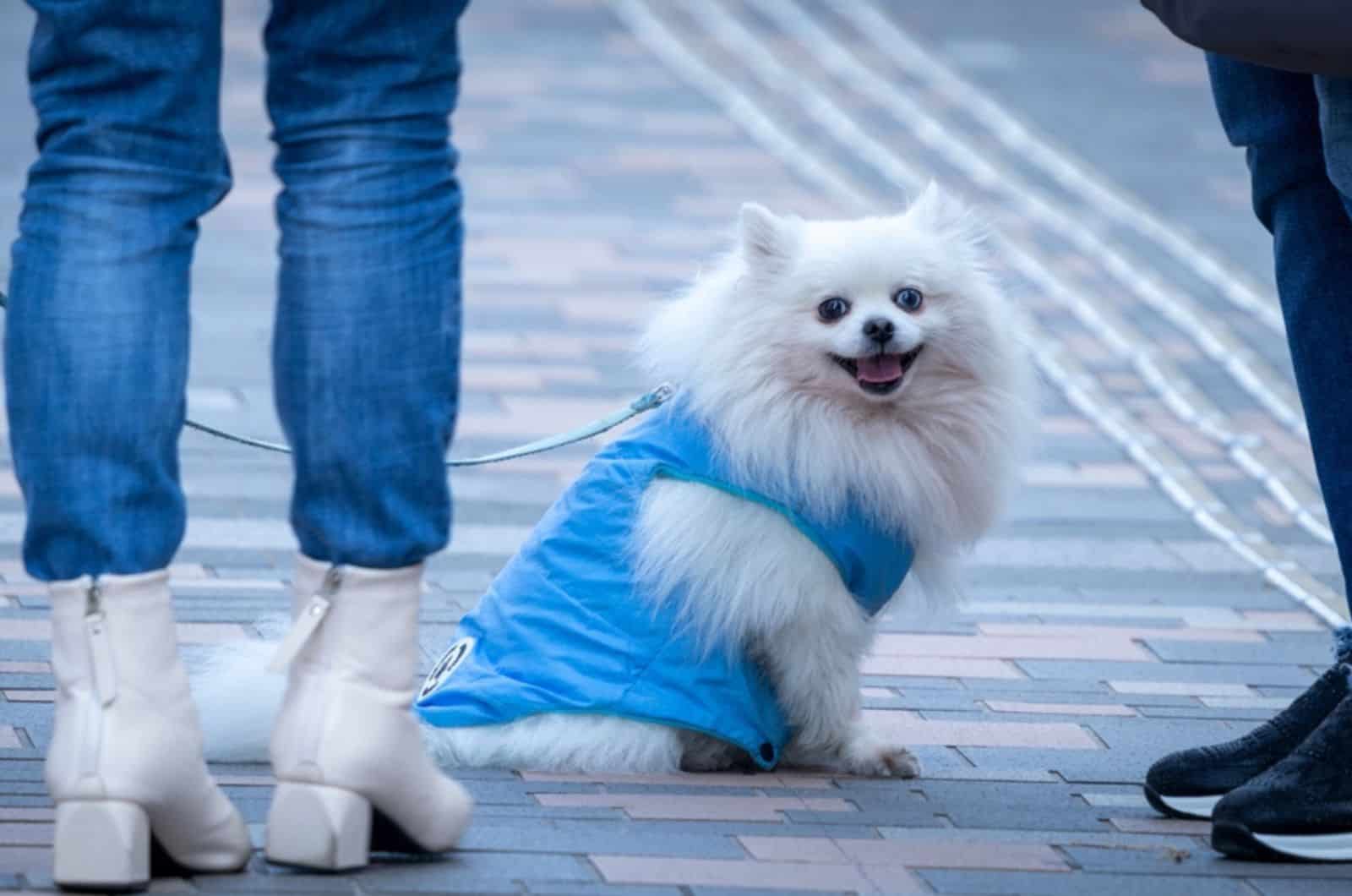 dog sitting on sidewalk waiting owner fiinnish small talk