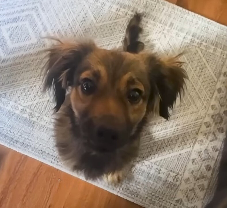 dog sitting on the carpet