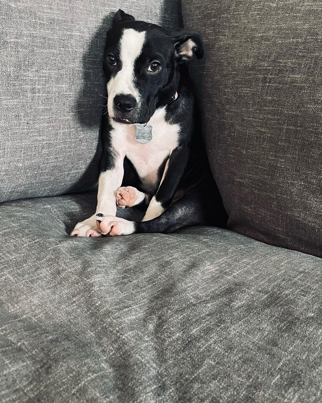 dog sitting on the couch