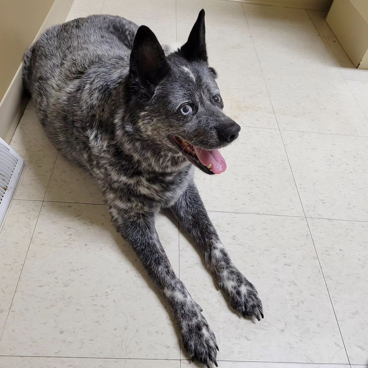 dog sitting on the floor