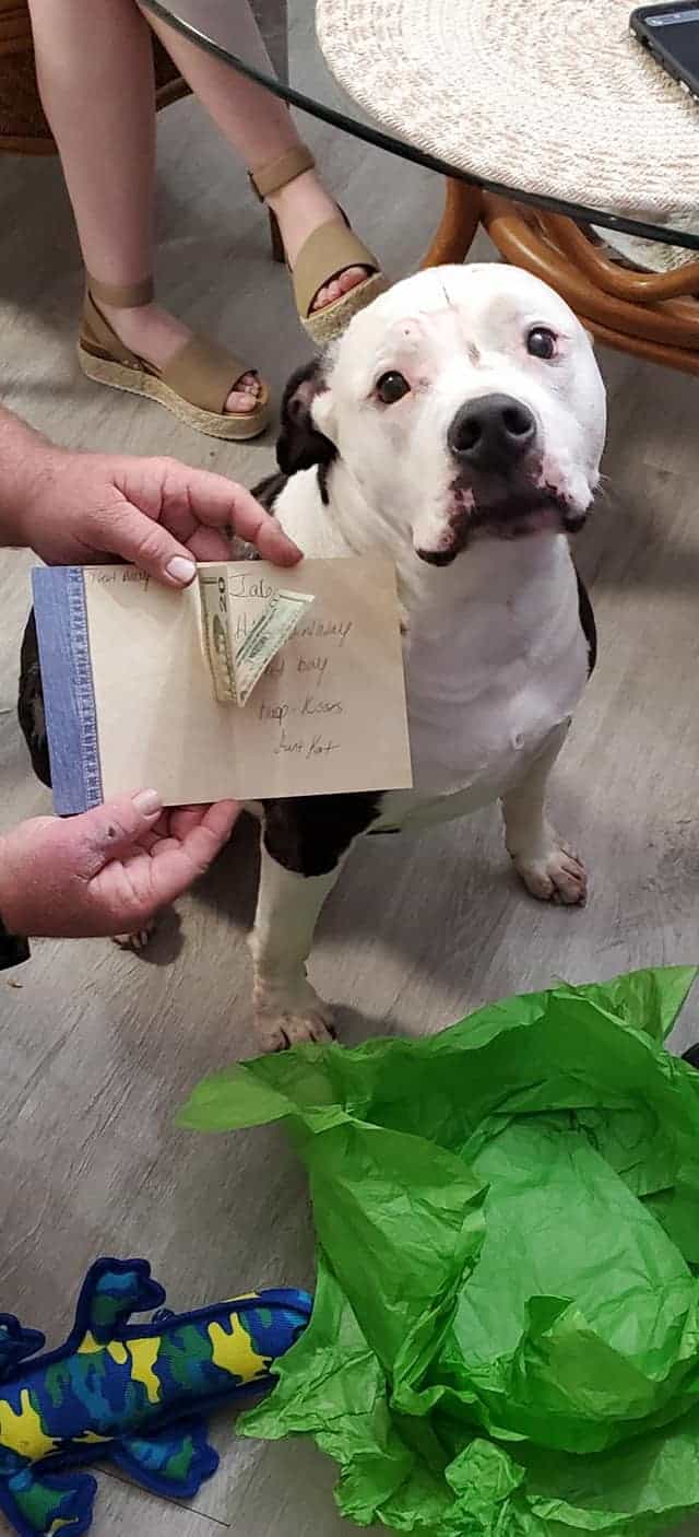 dog sitting on the floor in front of his birthday gift