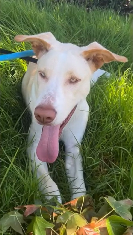 dog sitting on the grass