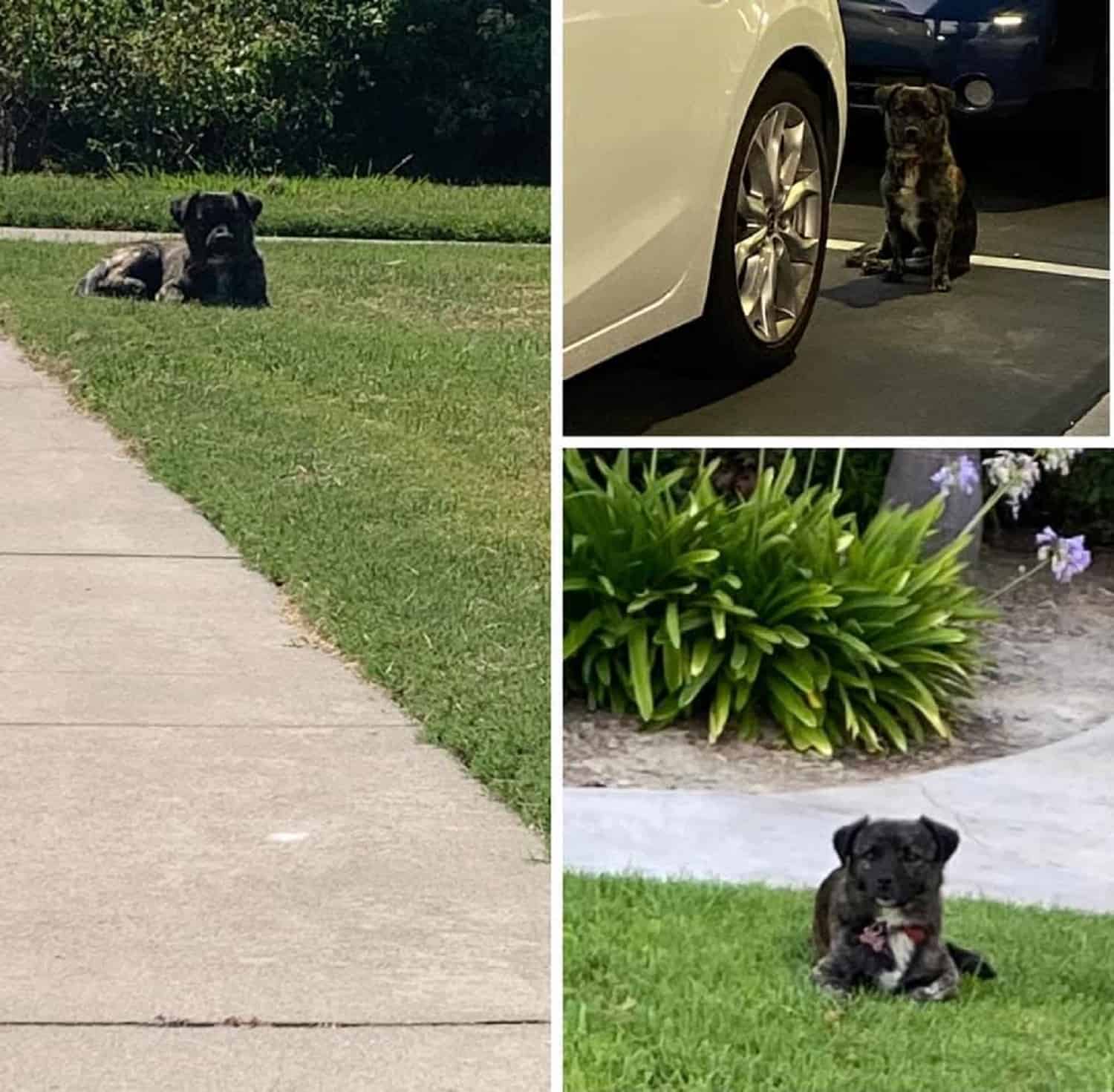 dog sitting on the grass and on the parking