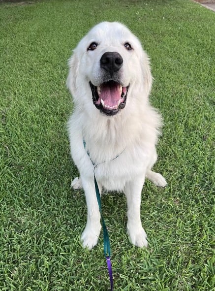 dog sitting on the grass