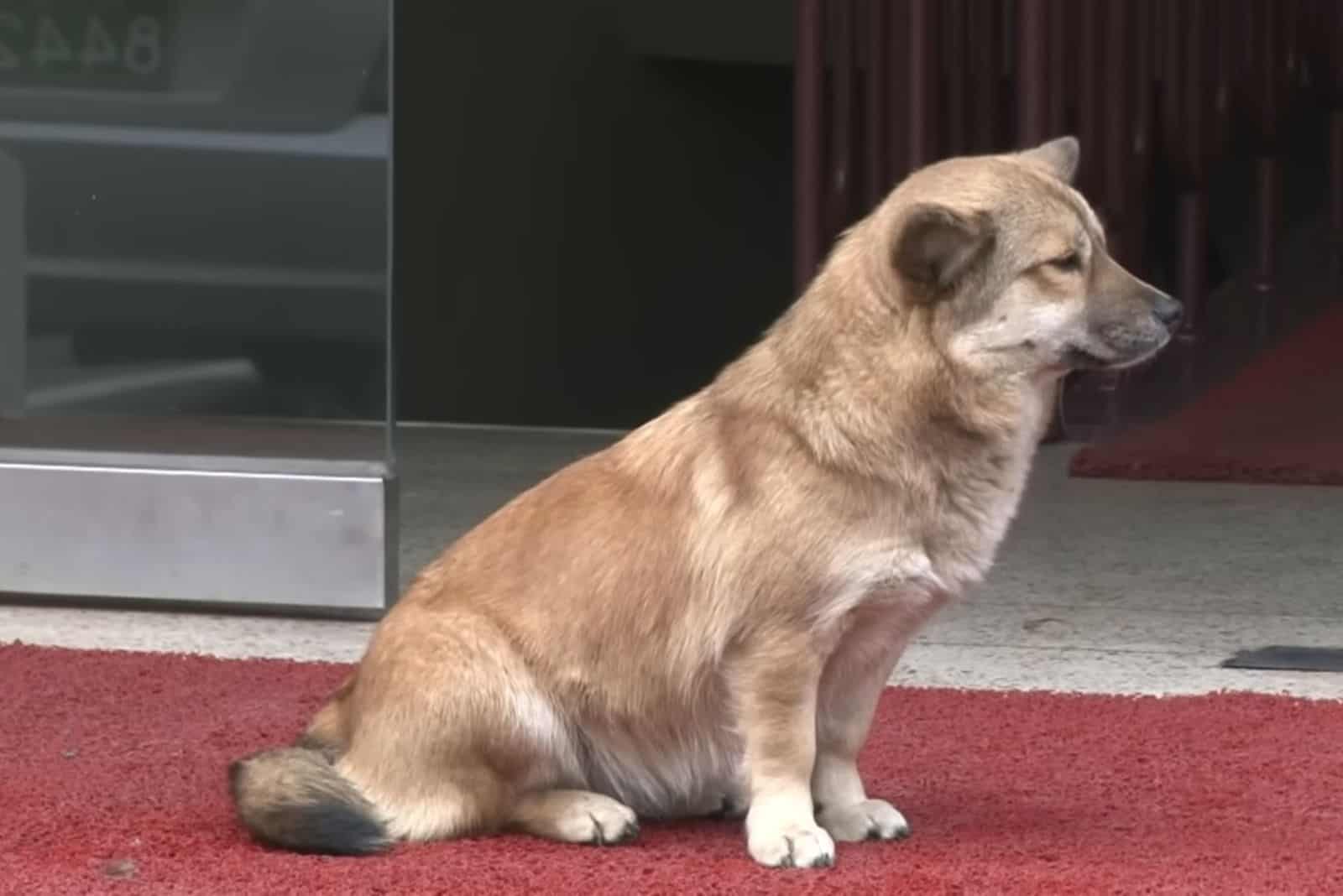 dog sitting on the street waiting for his owner