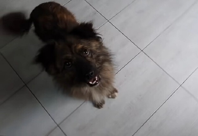 dog sitting on tile looking up