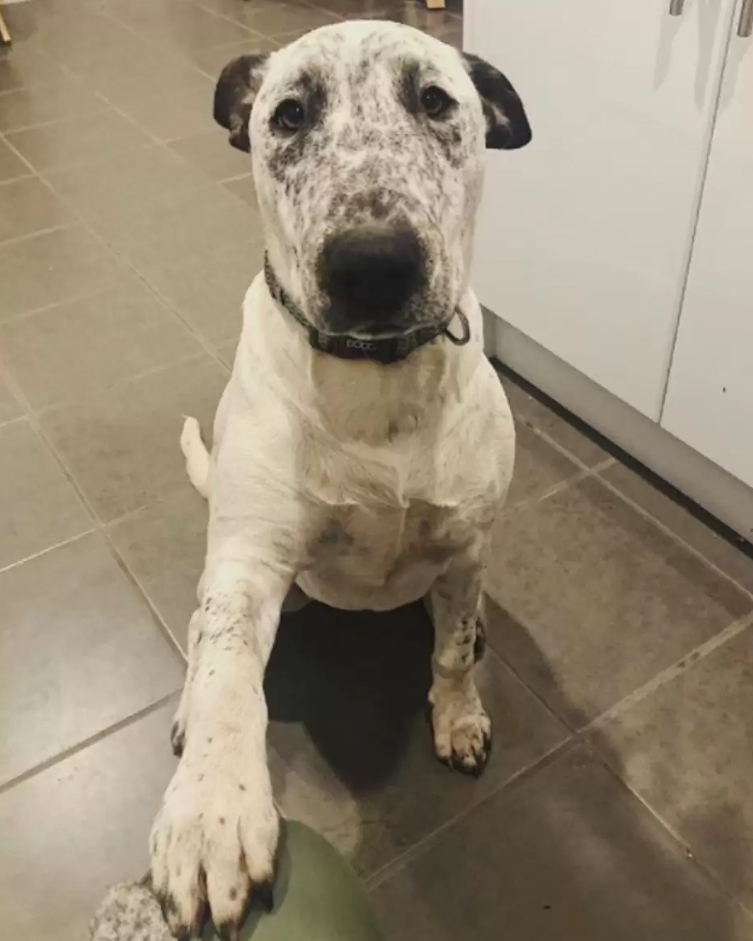 dog sitting on tile