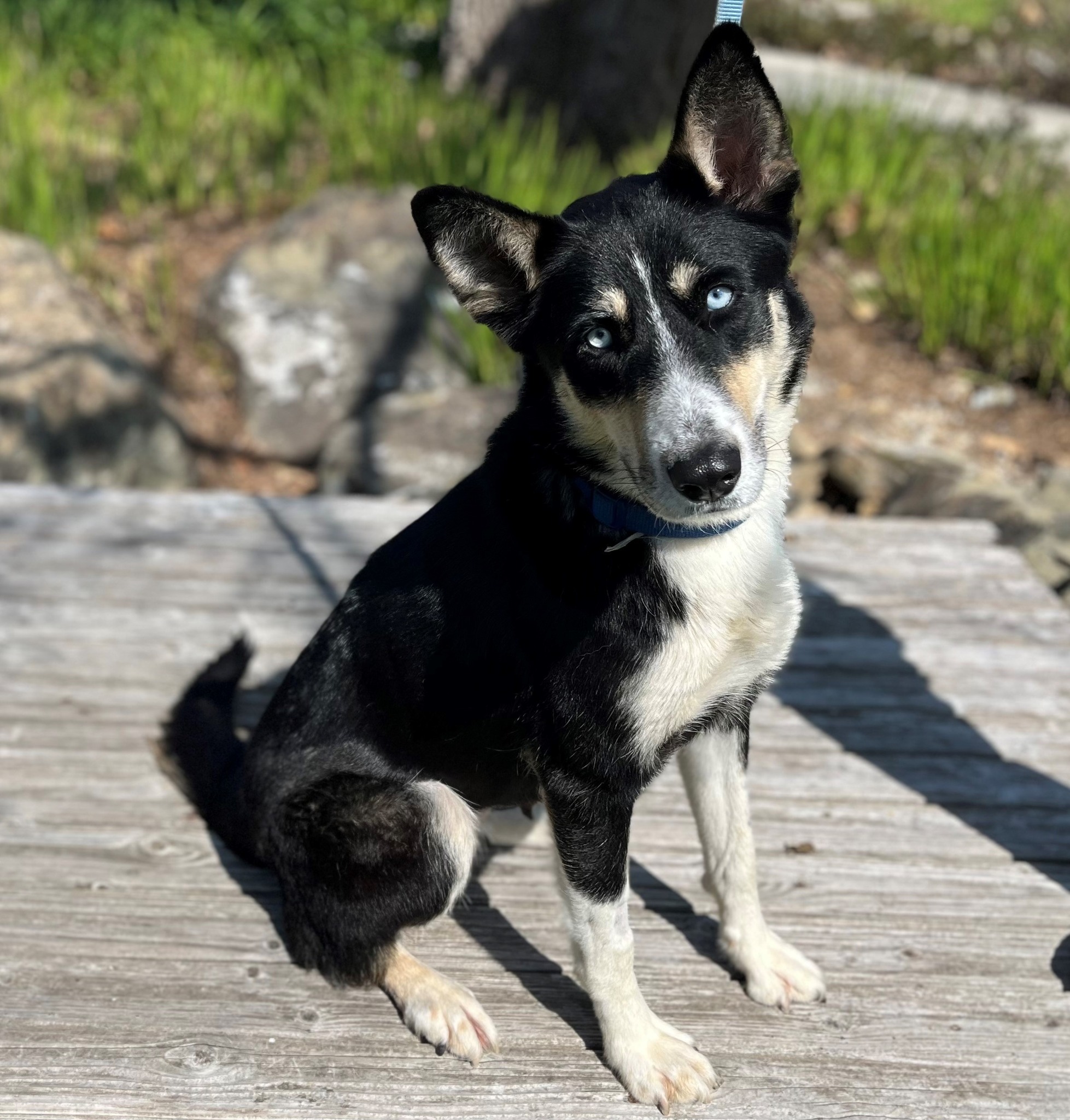 dog sitting on wooden deck