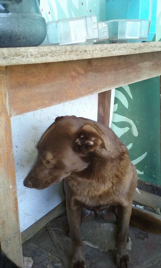 dog sitting under the table