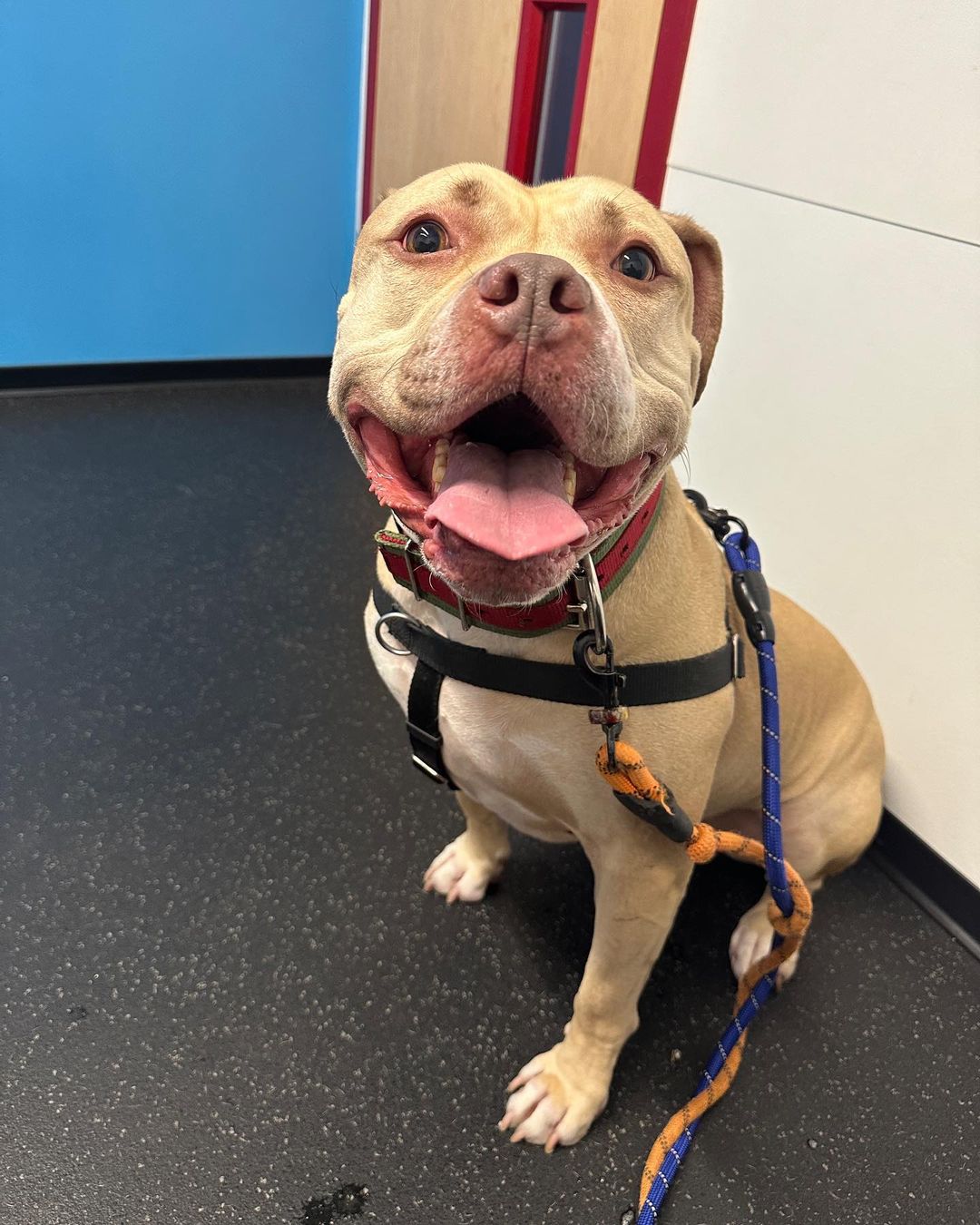 dog sitting with a harness