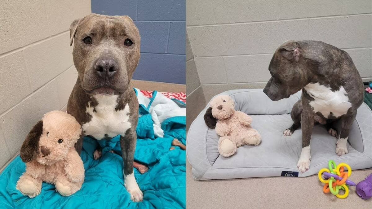 dog sitting with his toy