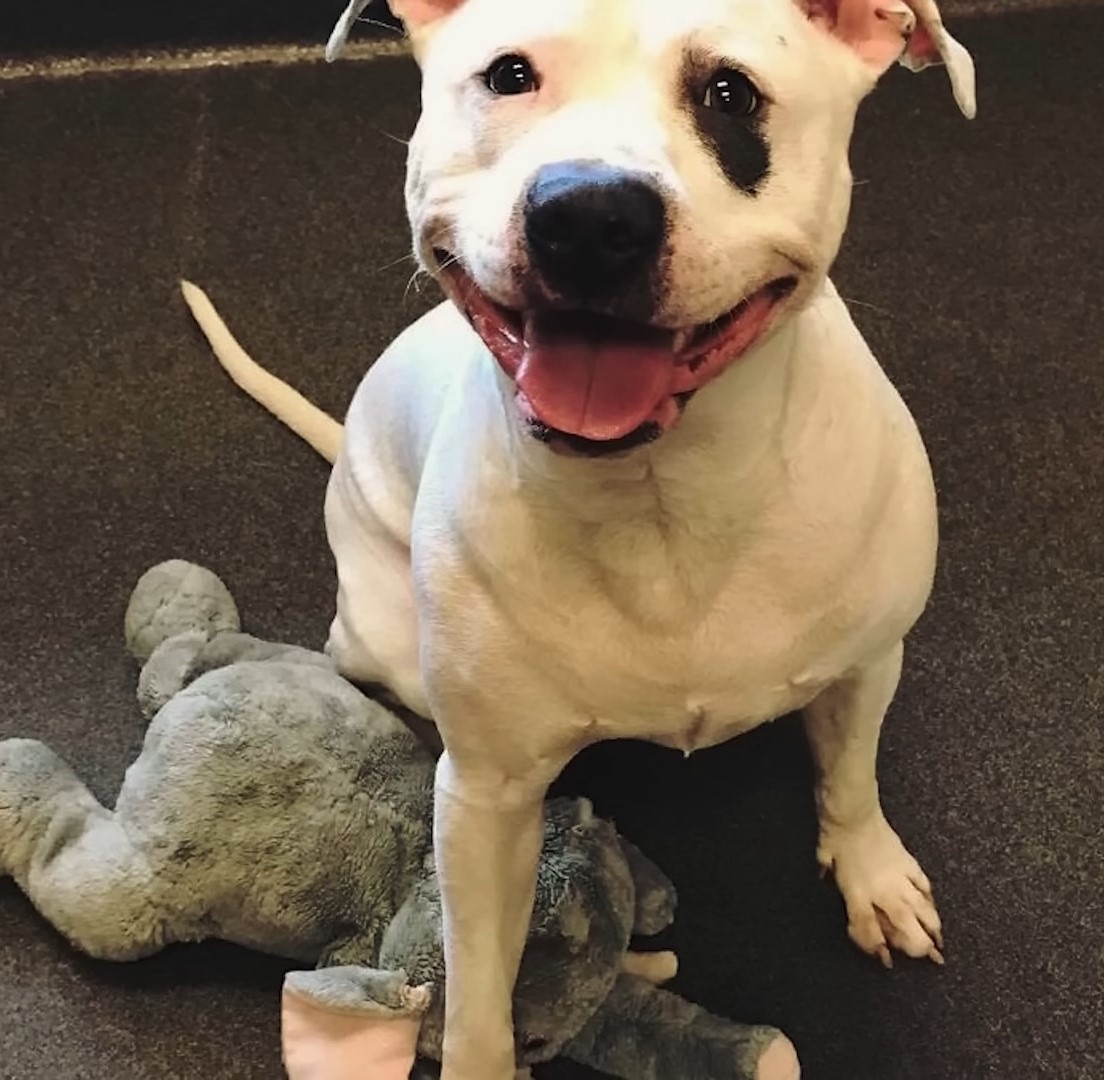 dog sitting with toy on the floor