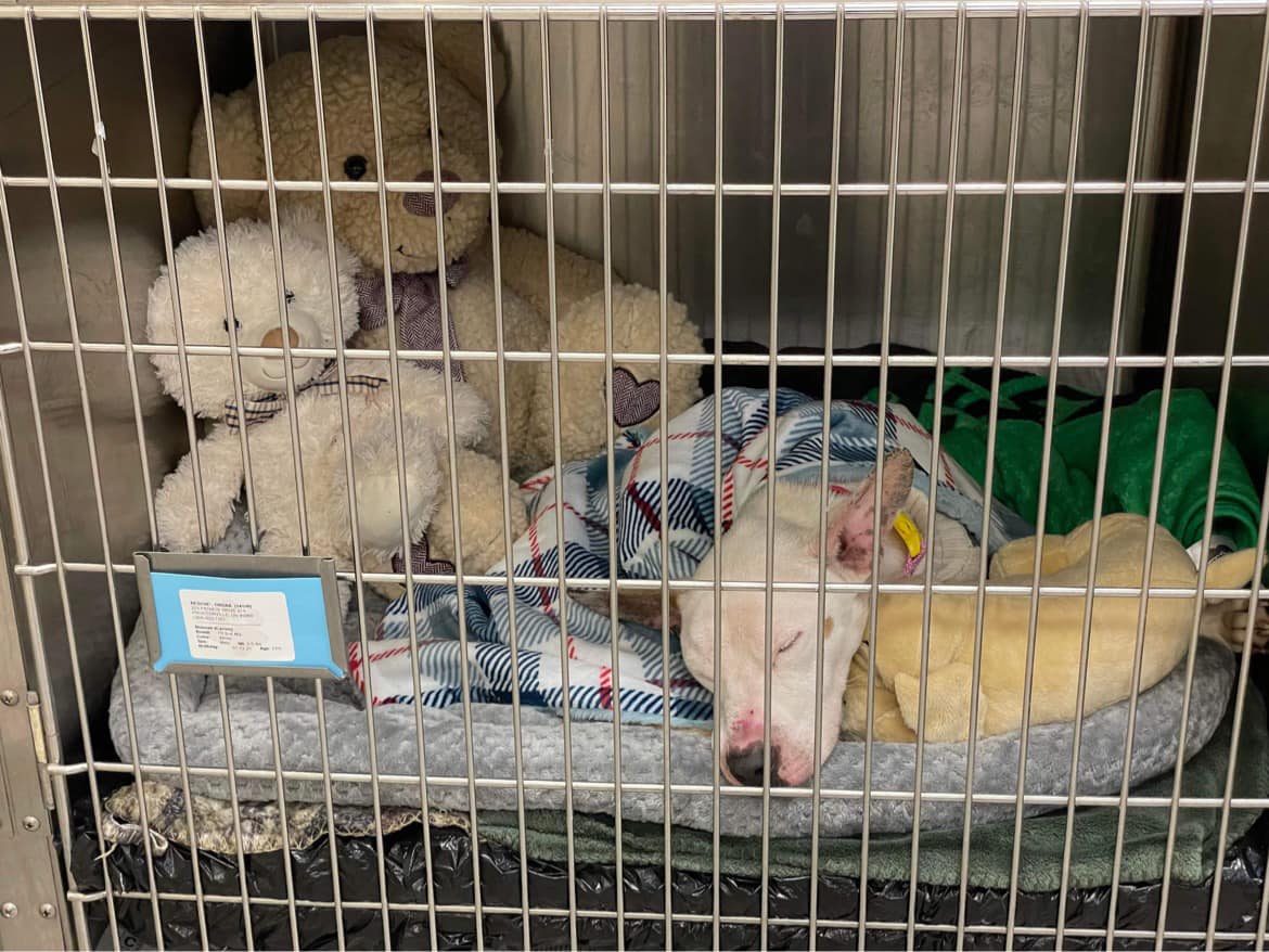 dog sleeping in a cage with fluffy toys