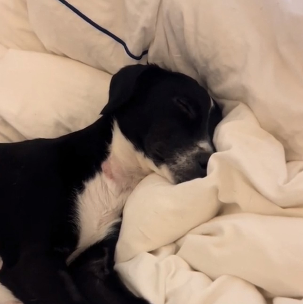 dog sleeping in bed