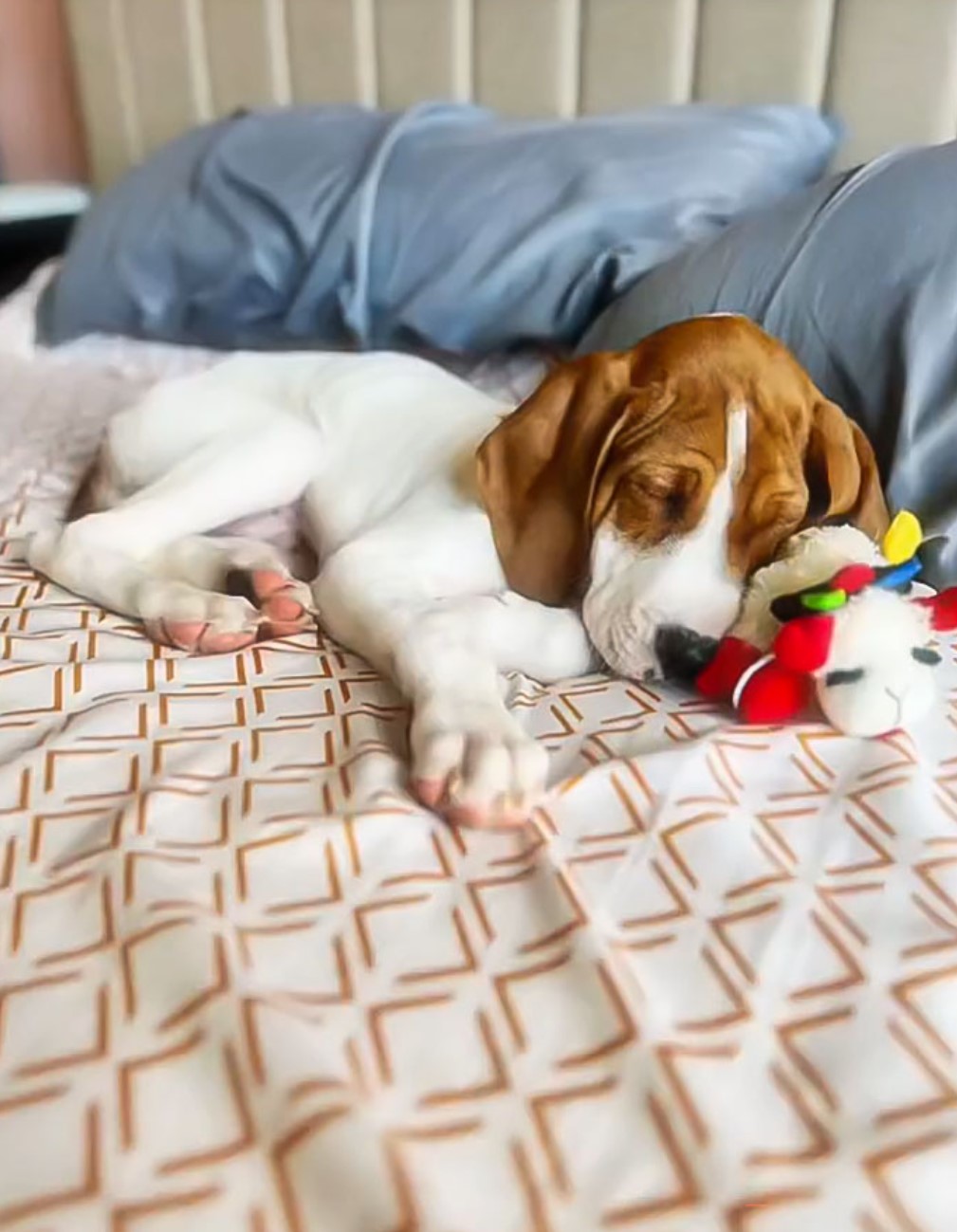 dog sleeping in bed