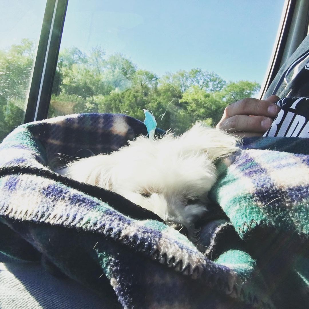 dog sleeping in the car