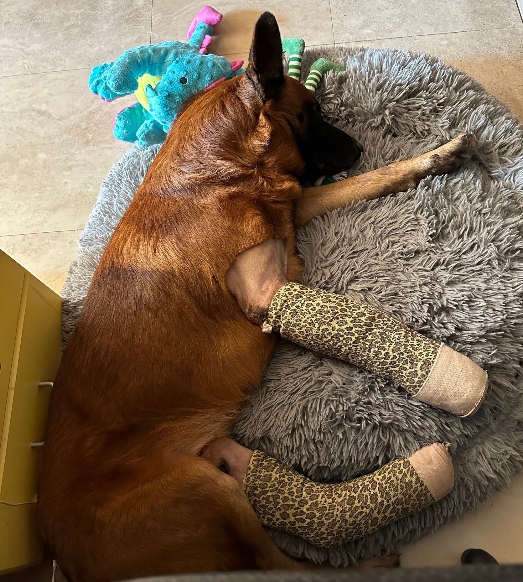 dog sleeping next to a toy