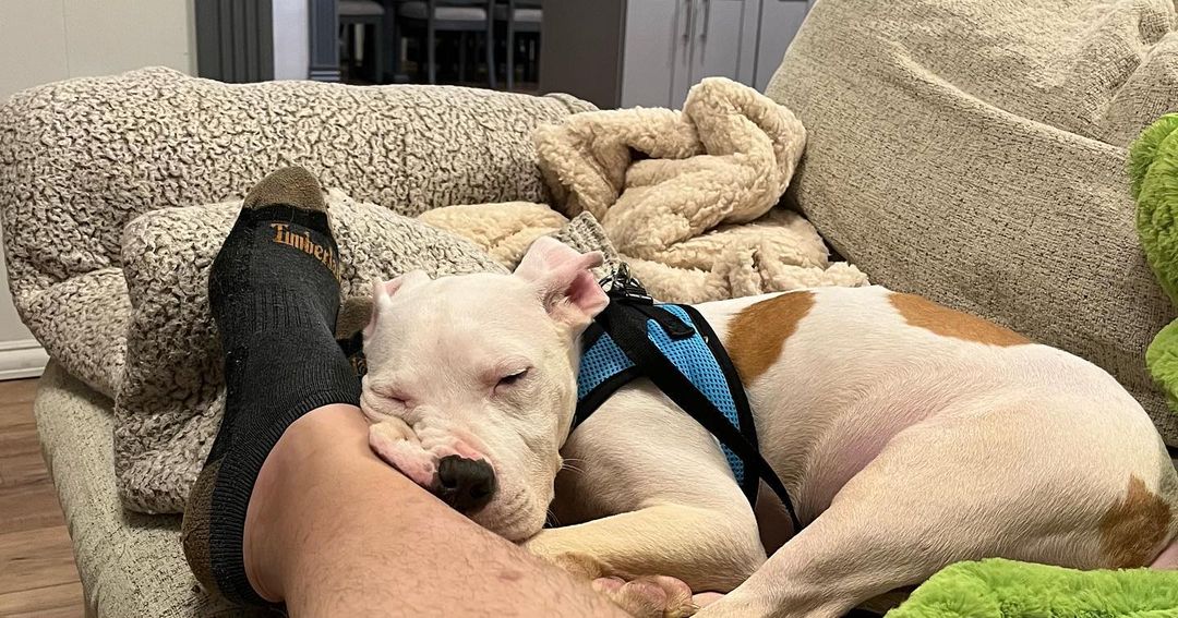 dog sleeping on a couch