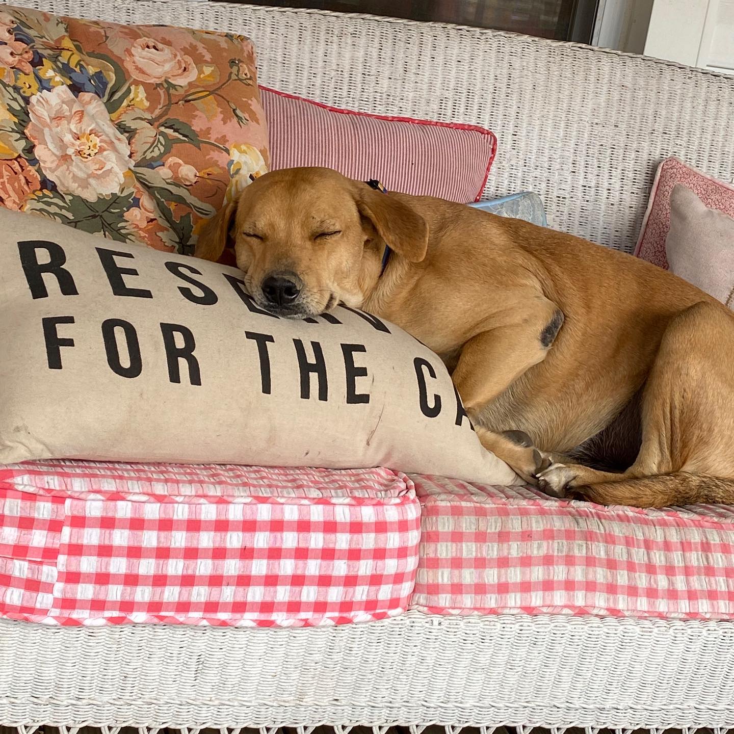 dog sleeping on a couch