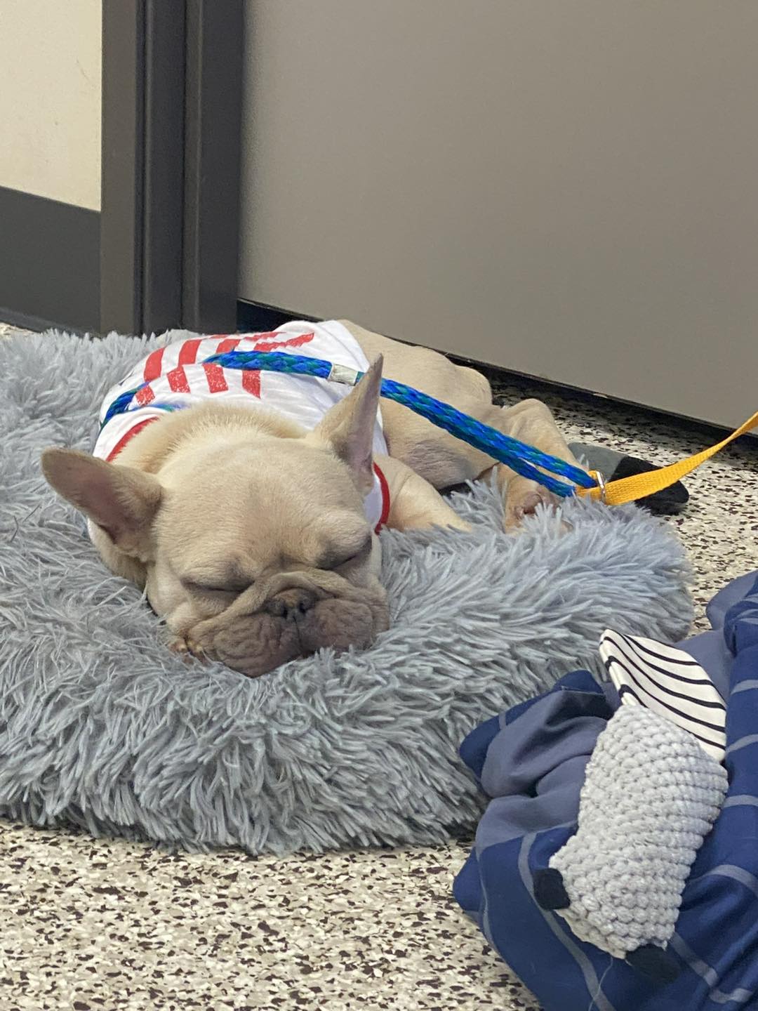 dog sleeping on a fluffy pillow