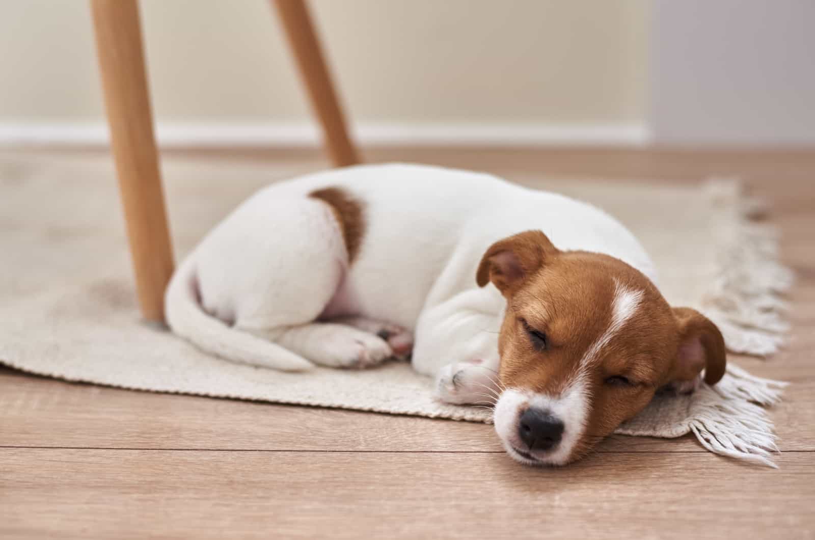 dog sleeping on floor