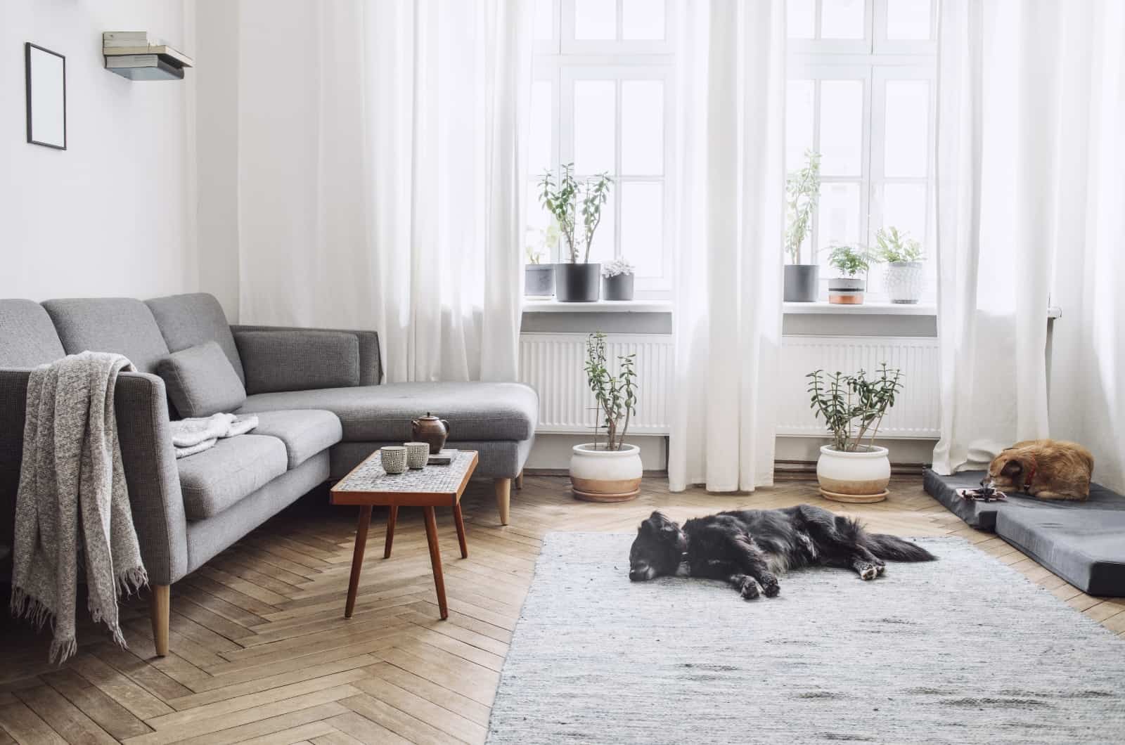 dog sleeping on living room floor