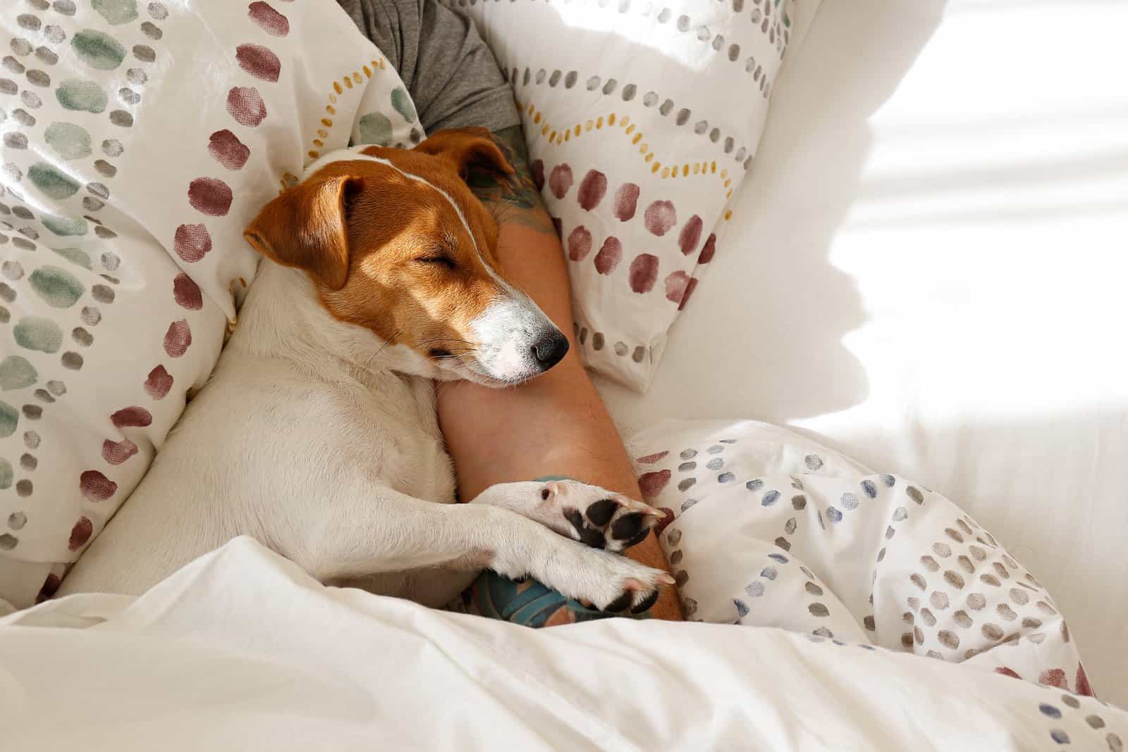 dog sleeping on owners arm