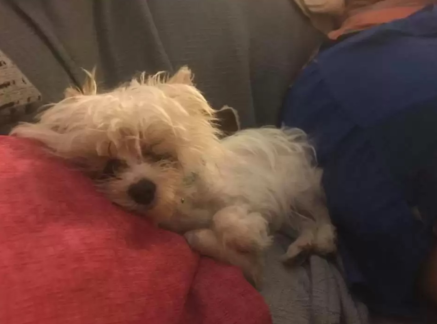 dog sleeping on red pillow