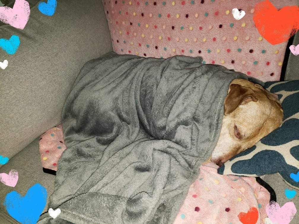 dog peacefully sleeping on the bed covered with blanket