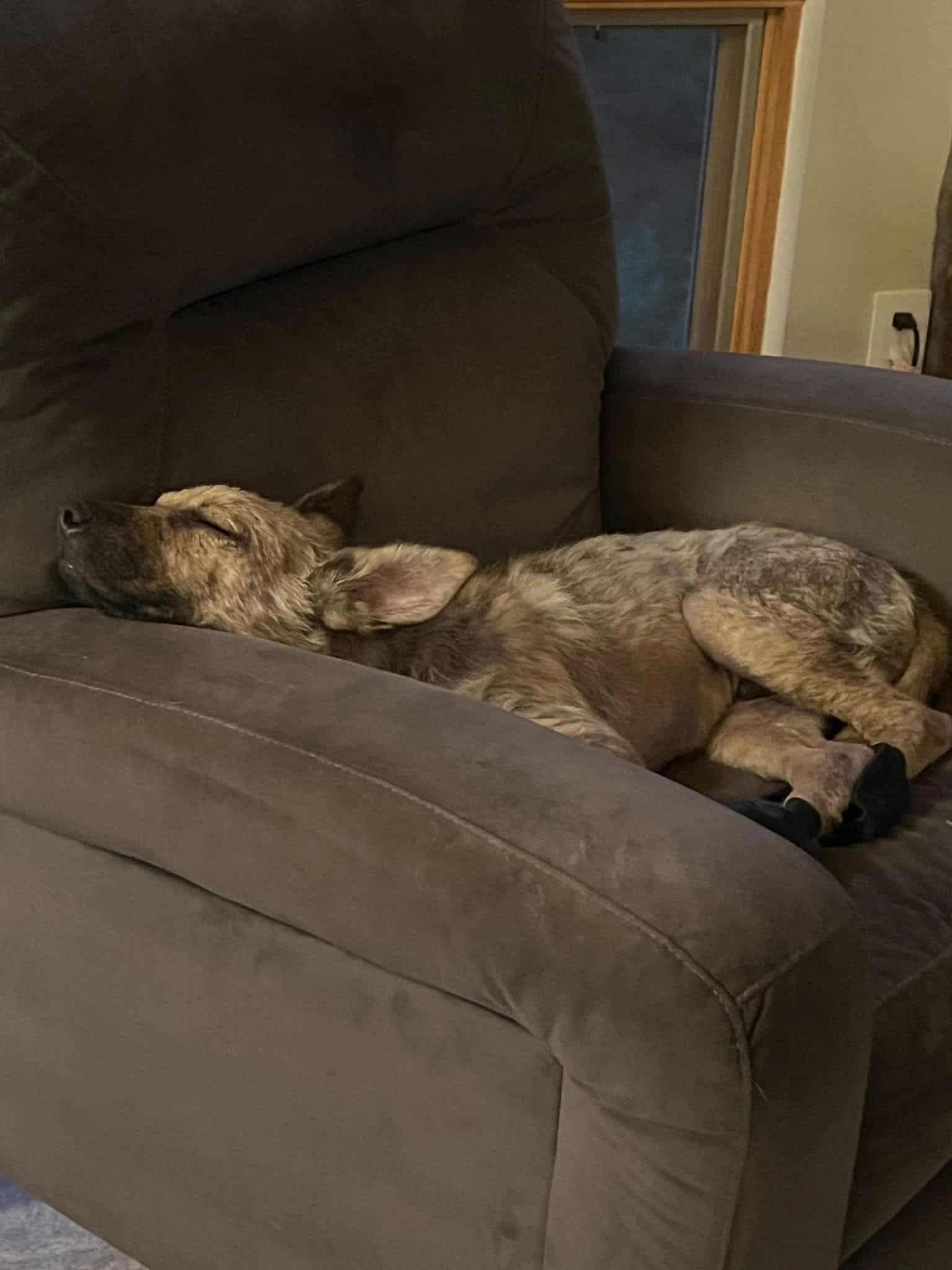 Dog sleeping on the sofa