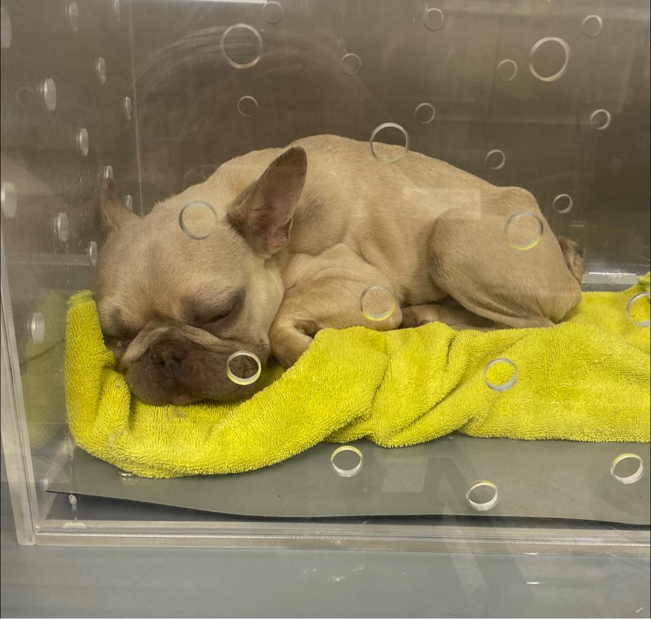 dog sleeping on yellow towel