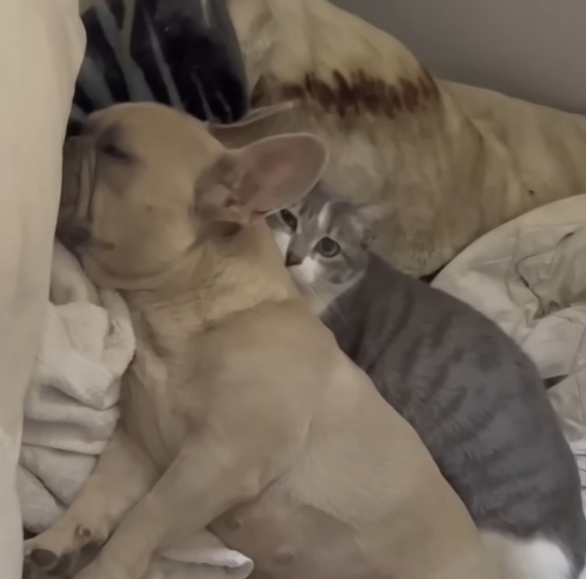 dog sleeping with cat