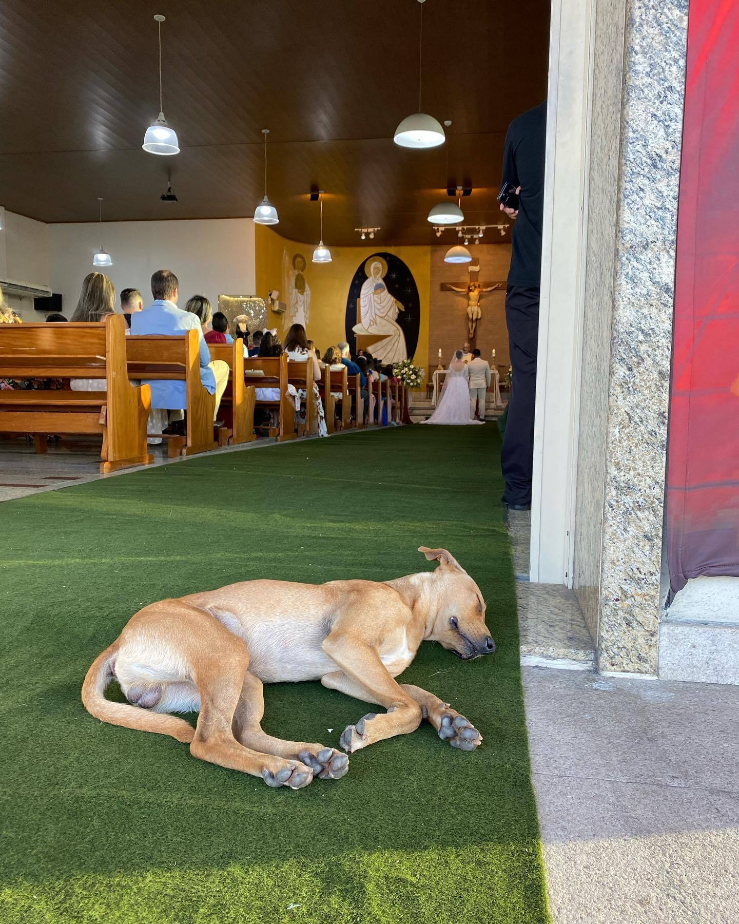 dog sleeps at church