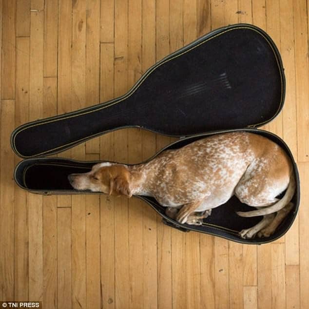 dog sleeps in guitar case