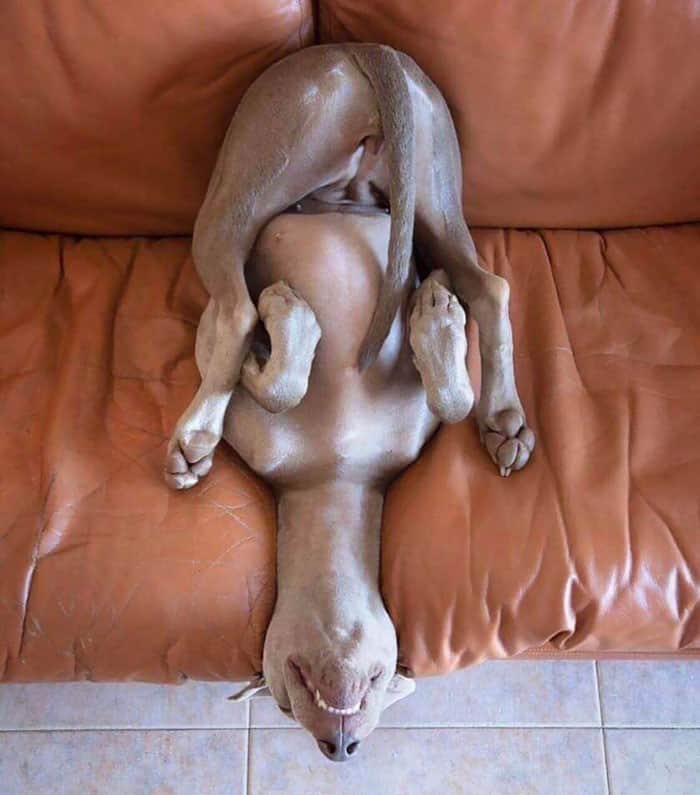 dog sleeps in yoga position